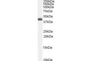 ABIN2562753 (0. (GALR2 antibody  (Internal Region))