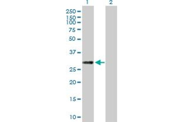 ERP27 antibody  (AA 1-273)