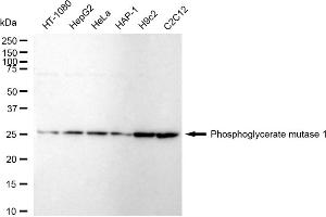 Western blotting analysis using Phosphoglycerate mutase 1 antibody (ABIN7799811). (Recombinant PGAM1 antibody)