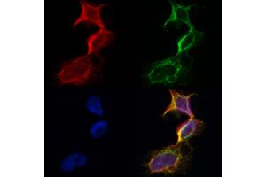 ABIN6260856 and ABIN6273101 staining Hela by IF/ICC. (CKMT1A antibody  (N-Term))