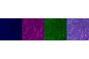 Immunohistochemistry (IHC) image for anti-Interleukin 10 (IL10) antibody (ABIN7456336) (IL-10 antibody)