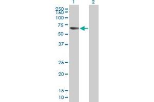 Western Blot analysis of ACSM5 expression in transfected 293T cell line by ACSM5 MaxPab polyclonal antibody. (ACSM5 antibody  (AA 1-579))