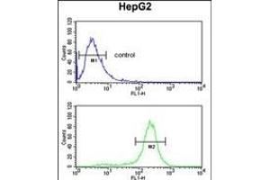 STL Antibody (ABIN652294 and ABIN2841296) flow cytometric analysis of HepG2 cells (bottom histogram) compared to a negative control cell (top histogram). (MASTL antibody)