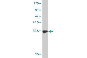 Western Blot detection against Immunogen (38. (SPAG1 antibody  (AA 175-283))