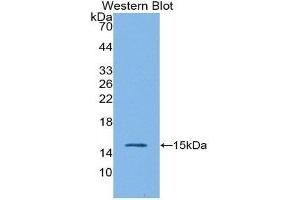 Western Blotting (WB) image for anti-Interleukin 4 (IL4) (AA 26-147) antibody (ABIN1859427)