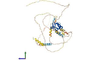 AlphaFold protein structure predicition of Human Recombinant FOXN2 Protein, UniprotID P32314