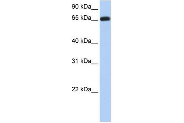ENTPD7 antibody  (C-Term)