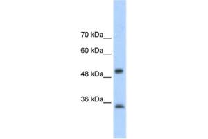 Western Blotting (WB) image for anti-Aryl Hydrocarbon Receptor Interacting Protein (AIP) antibody (ABIN2461191) (AIP antibody)