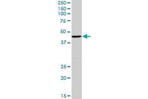 TCEA3 MaxPab rabbit polyclonal antibody. (TCEA3 antibody  (AA 1-348))