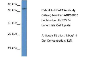 Western Blotting (WB) image for anti-Fas (TNFRSF6) Associated Factor 1 (FAF1) (C-Term) antibody (ABIN2788857) (FAF1 antibody  (C-Term))