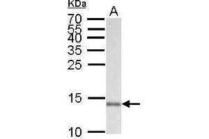 Western Blotting (WB) image for anti-Ionized Calcium-binding Adapter Molecule 1 (IBA1) (C-Term) antibody (ABIN2857032)
