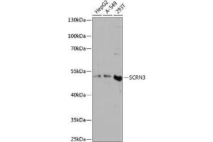 Western blot analysis of extracts of various cell lines using SCRN3 Polyclonal Antibody at dilution of 1:3000. (Secernin 3 antibody)