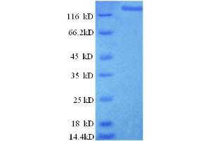 SDS-PAGE (SDS) image for Ligase I, DNA, ATP-Dependent (LIG1) (AA 1-919), (full length) protein (GST tag) (ABIN5709861)