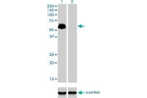 Western blot analysis of SP100 over-expressed 293 cell line, cotransfected with SP100 Validated Chimera RNAi (Lane 2) or non-transfected control (Lane 1). (SP100 antibody  (AA 1-98))