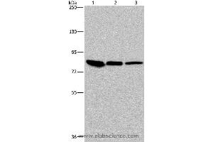 Western blot analysis of Mouse skin tissue, HUVEC and Hela cell, using JUP Polyclonal Antibody at dilution of 1:850 (JUP antibody)