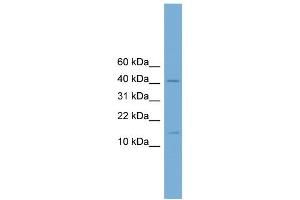 WB Suggested Anti-Pbx4 Antibody Titration:  0. (PBX4 antibody  (N-Term))