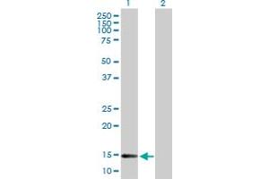 Western Blot analysis of DNAJC19 expression in transfected 293T cell line by DNAJC19 MaxPab polyclonal antibody.