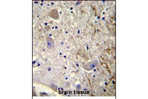 GEL2 Antibody (C-term) (ABIN390122 and ABIN2840629) immunohistochemistry analysis in forlin fixed and paraffin embedded hun brain tissue followed by peroxidase conjugation of the secondary antibody and DAB staining. (MAGE-Like 2 antibody  (C-Term))