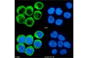 Immunofluorescence staining of fixed Daudi cells with anti-CD40 antibody chi220. (Recombinant CD40 antibody  (Extracellular Domain))