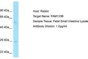 Host: RabbitTarget Name: FAM133BAntibody Dilution: 1. (FAM133B antibody  (C-Term))