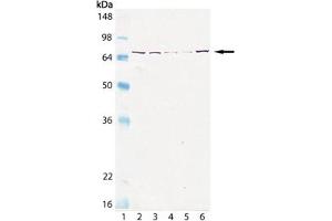 Western blot analysis of Grp75/Mortalin, mAb (30A5) : Lane 1: MW marker, Lane 2: HeLa (heat shocked), Lane 3: L-929 (heat shocked), Lane 4: CHO -K1 (heat shocked), Lane 5: GPC-16 (heat shocked), Lane 6: PC-12 (heat shocked). (HSPA9 antibody)