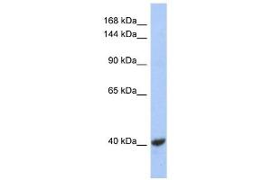 KCNQ2 antibody used at 1 ug/ml to detect target protein. (KCNQ2 antibody  (Middle Region))