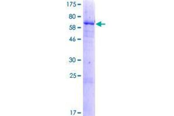 DHRS13 Protein (AA 1-327) (GST tag)
