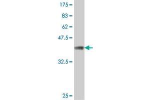 Western Blot detection against Immunogen (37. (MFAP5 antibody  (AA 71-173))