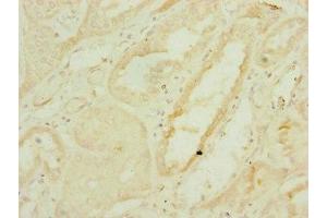 Immunohistochemistry of paraffin-embedded human kidney tissue using ABIN7159895 at dilution of 1:100 (DNAJC19 antibody  (AA 1-116))