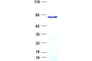 KRAB-A Domain Containing 2 (KRBA2) protein (His tag)