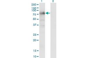 LIMD1 antibody  (AA 577-674)