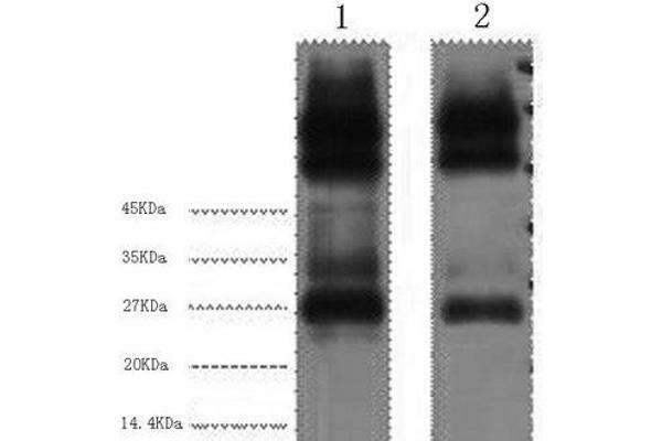 EFHD1 antibody