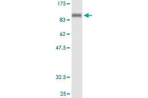 Western Blot analysis of NELL1 recombinant protein (H00004745-P01) by NELL1 purified MaxPab mouse polyclonal antibody. (NELL1 antibody  (AA 1-810))