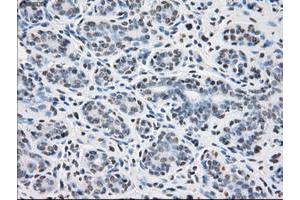 Image no. 1 for anti-Protein Phosphatase 5, Catalytic Subunit (PPP5C) antibody (ABIN1500389) (PP5 antibody)