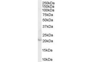 ABIN185405 (0. (Lipocalin 2 antibody  (Internal Region))