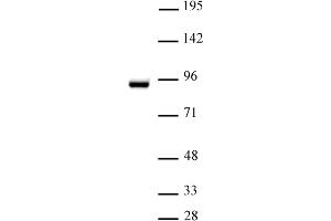 STAT5A antibody (pAb) tested by Western blot.