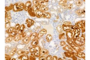 ABIN6266223 and ABIN6277374 at 1/100 staining human normal kidney tissue by IHC-P.