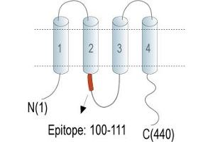 anti-Gap Junction Protein, gamma 2, 47kDa (GJC2) (AA 100-111), (Intracellular Loop) antibody