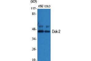 Western Blot (WB) analysis of specific cells using Dok-2 Polyclonal Antibody. (DOK2 antibody  (Tyr419))