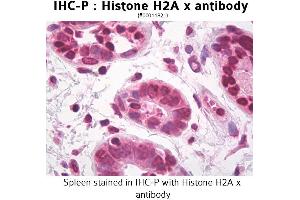Image no. 1 for anti-H2A Histone Family, Member X (H2AFX) antibody (ABIN1514980) (H2AFX antibody)