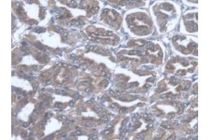 Detection of TST in Mouse Stomach Tissue using Polyclonal Antibody to Thiosulfate Sulfurtransferase (TST) (TST antibody  (AA 2-297))