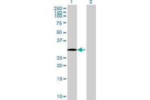 Western Blot analysis of HSD17B7 expression in transfected 293T cell line by HSD17B7 MaxPab polyclonal antibody. (HSD17B7 antibody  (AA 1-341))