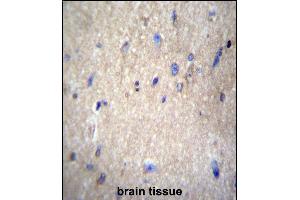 NAE1 Antibody (Center) (ABIN656991 and ABIN2846172) immunohistochemistry analysis in formalin fixed and paraffin embedded human brain tissue followed by peroxidase conjugation of the secondary antibody and DAB staining. (NAE1 antibody  (AA 172-200))