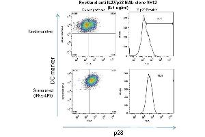 Mouse peritoneal macrophages were grown in culture for 24 hours, stimulated with 10ng/mL IFN? (IL-27 antibody)