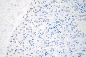 Immunohistochemistry was performed on paraffin-embedded mouse kidney using TAF15 antibody (ABIN7800503), 1:200).