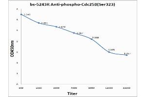 Antigen: 0. (CDC25B antibody  (pSer323))