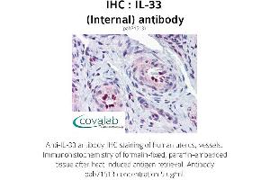 Image no. 1 for anti-Interleukin 33 (IL33) (Internal Region) antibody (ABIN1735886) (IL-33 antibody  (Internal Region))