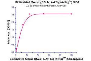 Immobilized Recombinant Protein A (Cat# RPA-S3149) at 5 μg/mL (100 μL/well) can bind Biotinylated Mouse IgG2a Fc  with a linear range of 0.