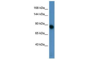 Western Blotting (WB) image for anti-Glutamate Receptor, Metabotropic 3 (GRM3) (N-Term) antibody (ABIN2788132) (Metabotropic Glutamate Receptor 3 antibody  (N-Term))