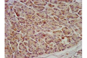 IHC image of ABIN7162352 diluted at 1:600 and staining in paraffin-embedded human pancreatic tissue performed on a Leica BondTM system.
